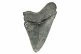 3.42" Fossil Megalodon Tooth - South Carolina - #168154-1
